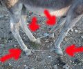 Γάιδαρος με δεμένα και τα τέσσερα πόδια κακοποιείται στην Παροικιά της Πάρου